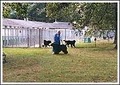 Rowens Kennels image 3