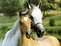 Sacramento CA Horses image 1