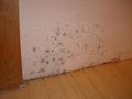 San Diego Professional Mold Removal by HomeRight image 2