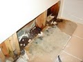 Santa Ana Indoor-Air Mold Removal and Remediation image 2