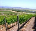 Santa Barbara "Personal" Wine Tours image 1