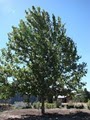 Santa Fe Tree Farm image 1