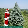 Santas Forest Christmas Tree Farm logo