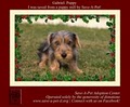 Save-A-Pet Adoption Center image 4