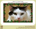 Save-A-Pet Adoption Center image 5