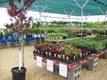 Shademaster Nurseries image 6
