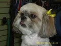 Shaggie Pets Grooming Salon image 2