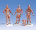 Shop Anatomical, Inc. image 1
