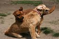 Sierra Dogs Boarding & Training image 6