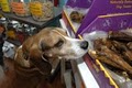 Sloppy Kisses - A Treat Boutique for Dogs image 7