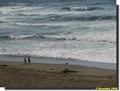 Sonoma Coast State Beach image 1