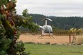Sonoma Helicopter - Santa Rosa Inc logo