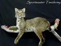 Sportmaster Taxidermy image 2