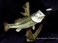 Sportmaster Taxidermy image 7