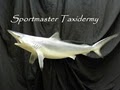 Sportmaster Taxidermy logo