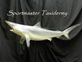 Sportmaster Taxidermy image 1
