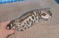 Spotagious Bengals image 2