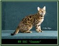 Spotagious Bengals image 1