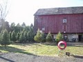 Springfield Tree Farm image 2
