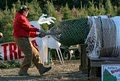 Spruce Goose Christmas Tree Farm image 2