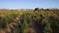 Spruce Goose Christmas Tree Farm image 5