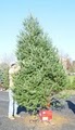 Spruce Goose Christmas Tree Farm image 6