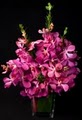 Starbright Florist and Floral Design image 8