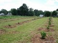 Sweet Apple Farms  (correct spelling - Sweetapple Farm Market) image 8