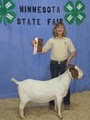 Sweet Creek Boer Goats image 4