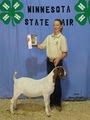 Sweet Creek Boer Goats image 6