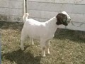 Sweet Creek Boer Goats image 7