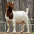 Sweet Creek Boer Goats image 8