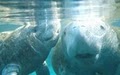 Swim with manatees / Fishing Charters Crystal River image 2