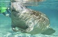 Swim with manatees / Fishing Charters Crystal River image 1