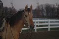 TAPS EQUESTRIAN CENTER image 6