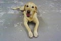 Tail Waggers Playhouse - Indianapolis Dog Daycare and Boarding image 2