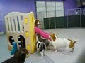 Tail Waggers Playhouse - Indianapolis Dog Daycare and Boarding image 6