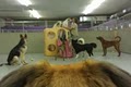 Tail Waggers Playhouse - Indianapolis Dog Daycare and Boarding image 7