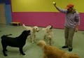 Tender Loving Pets Doggy Daycare Inc image 2