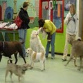 Tender Loving Pets Doggy Daycare Inc image 4