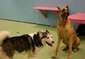 Tender Loving Pets Doggy Daycare Inc image 1