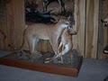 Terry Summerford's Taxidermy image 1
