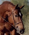 Texas Horse Park logo