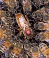 The Carolina Bee Company image 3