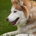 The Dog Nanny image 3