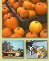 The Pumpkin Patch image 1