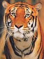 Tiger Suites logo