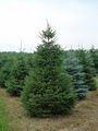 Tree Transplanters, llc - Garden Center, Tree Nursery, Landscaping & Tree Moving image 4