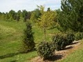 Tree Transplanters, llc - Garden Center, Tree Nursery, Landscaping & Tree Moving image 6
