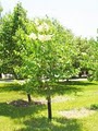 Tree Transplanters, llc - Garden Center, Tree Nursery, Landscaping & Tree Moving image 9